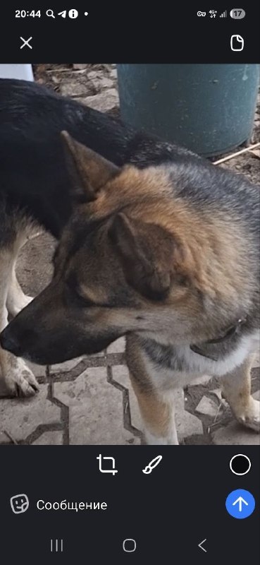 Lost brown dog in Dmitrov — identification photo, lost & found pet database Pathfinder