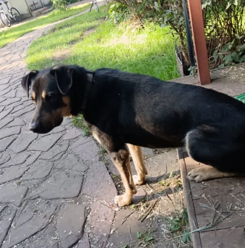 Lost brown dog in Zhukovskiy — identification photo, lost & found pet database Pathfinder