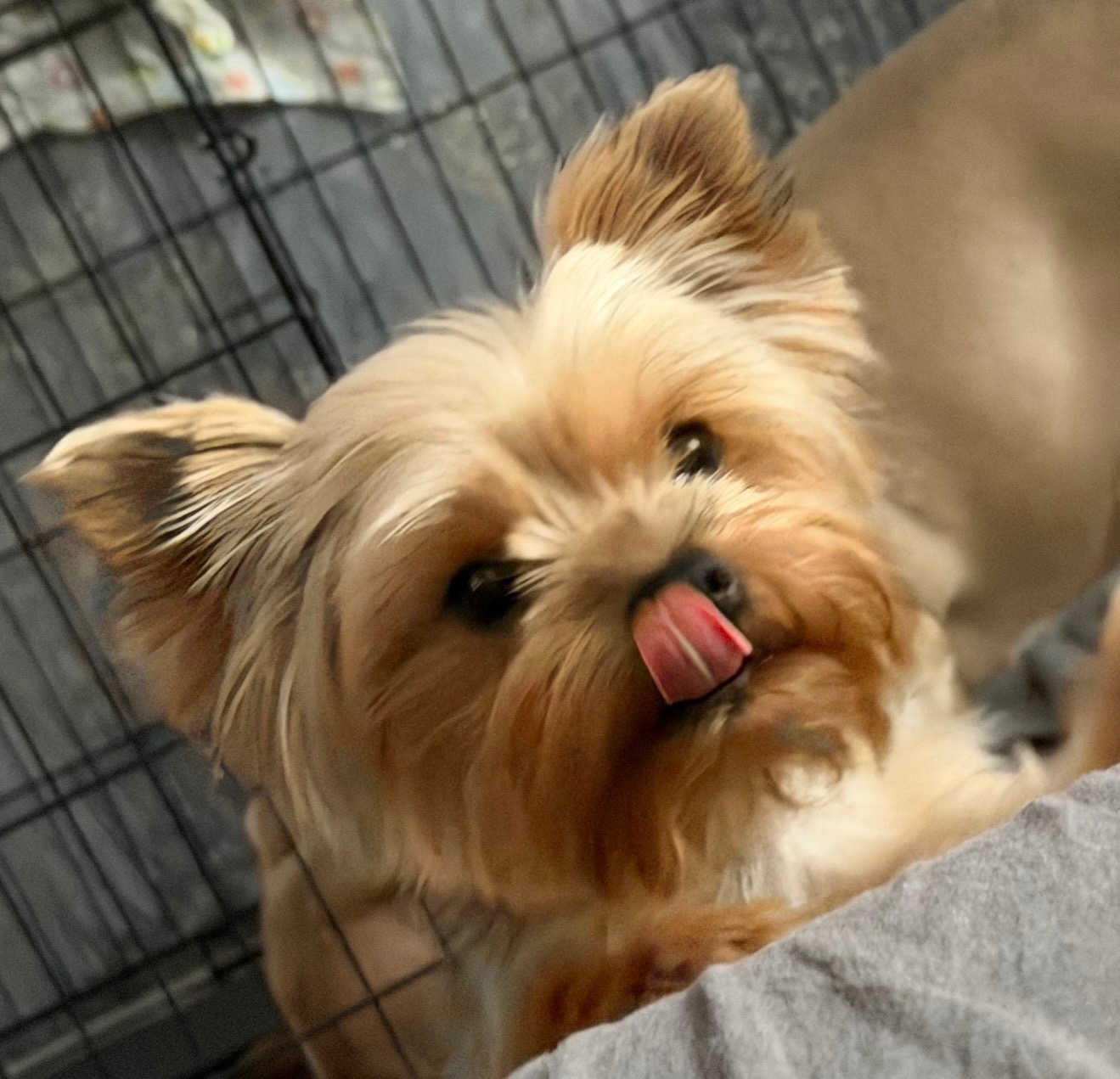 Lost dog, йоркширский терьер in Novosibirsk — identification photo, lost & found pet database Pathfinder