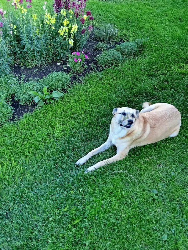 Lost cream dog, беспородная in Zaramene — identification photo, lost & found pet database Pathfinder