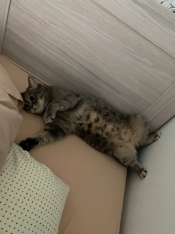 Lost cream cat in Astashkovo — identification photo, lost & found pet database Pathfinder