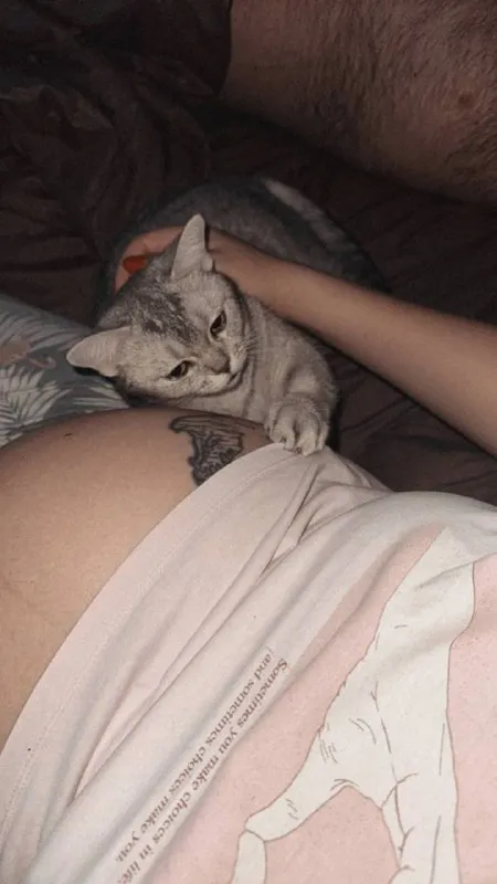 Lost gray cat, шотландская in Shcherbinka — identification photo, lost & found pet database Pathfinder