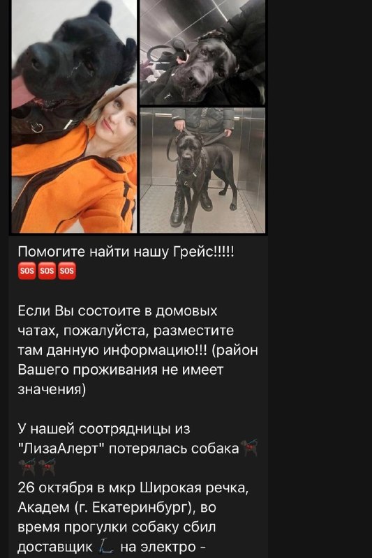 Lost black dog, кане-корсо in Yekaterinburg — identification photo, lost & found pet database Pathfinder