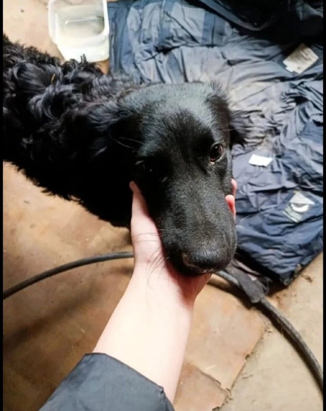 Found dog in Volgograd — identification photo, lost & found pet database Pathfinder