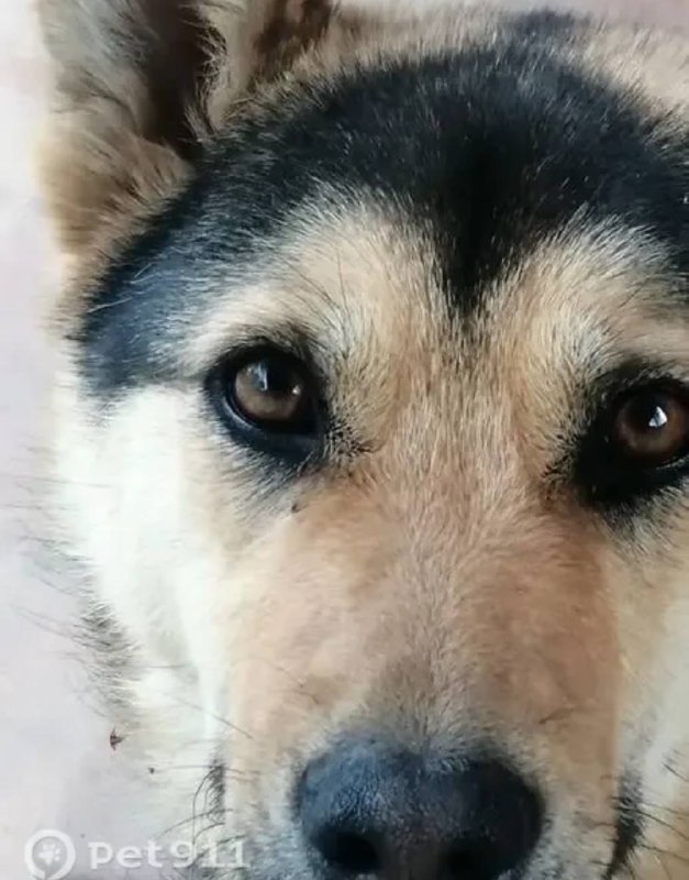 Lost dog, немецкая овчарка in Kotelniki — identification photo, lost & found pet database Pathfinder