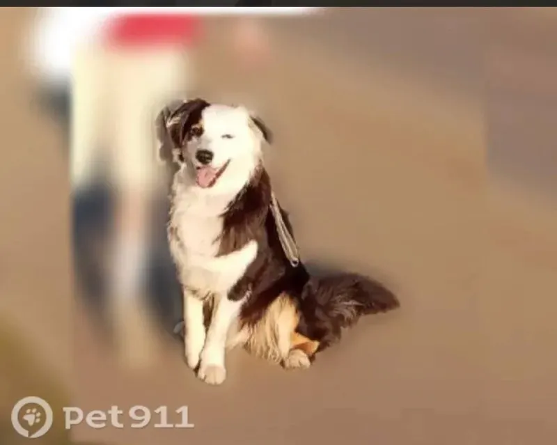 Lost white dog, аусси in Losinoostrovskiy — identification photo, lost & found pet database Pathfinder