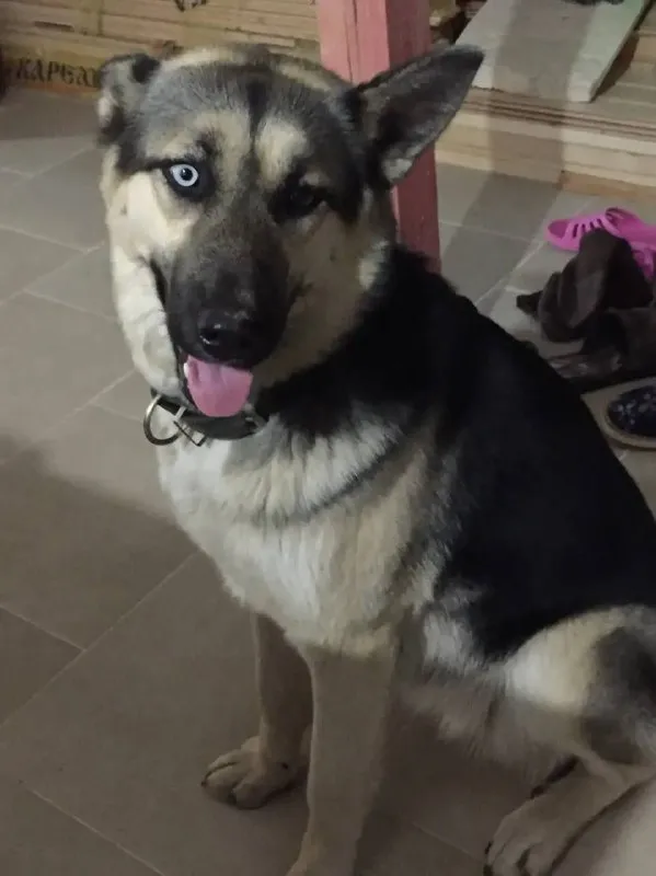 Lost cream dog in Podolsk — identification photo, lost & found pet database Pathfinder
