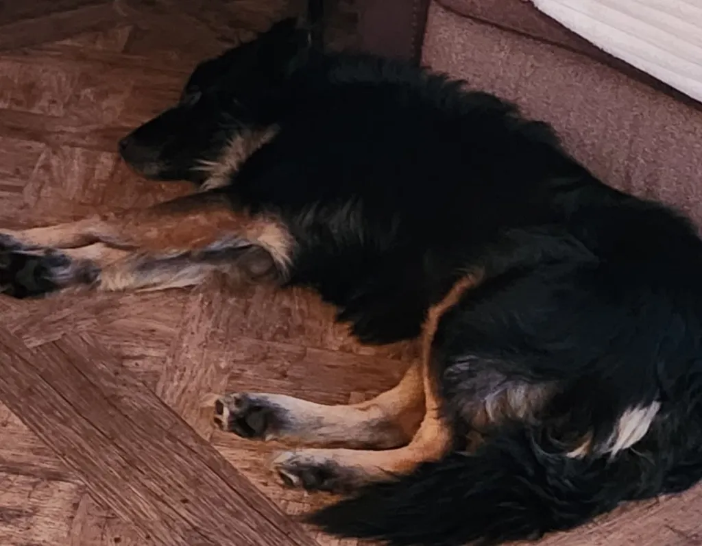 Lost dog, дворняжка, метис in Vishnyakovo — identification photo, lost & found pet database Pathfinder