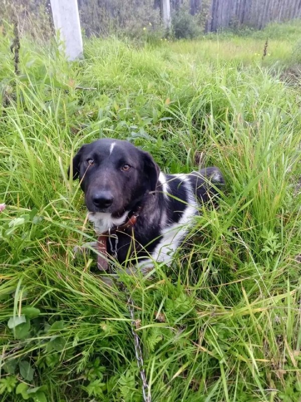 Lost white dog in Alapaevsk — identification photo, lost & found pet database Pathfinder
