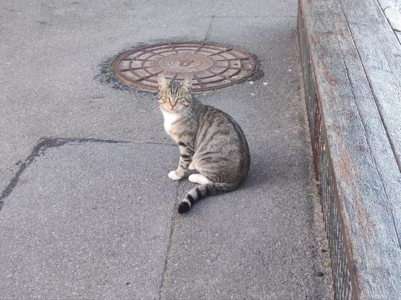 Found gray cat in Saint Petersburg — identification photo, lost & found pet database Pathfinder