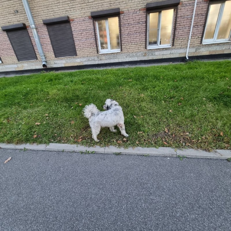 Found dog in Saint Petersburg — identification photo, lost & found pet database Pathfinder