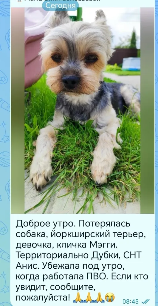 Lost dog, йоркширский терьер in Dubki — identification photo, lost & found pet database Pathfinder