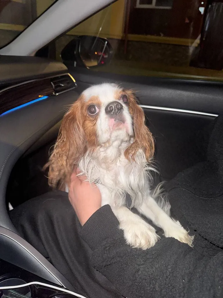 Found dog, кавалер-кинг-чарльз-спаниель in Rassudovo — identification photo, lost & found pet database Pathfinder