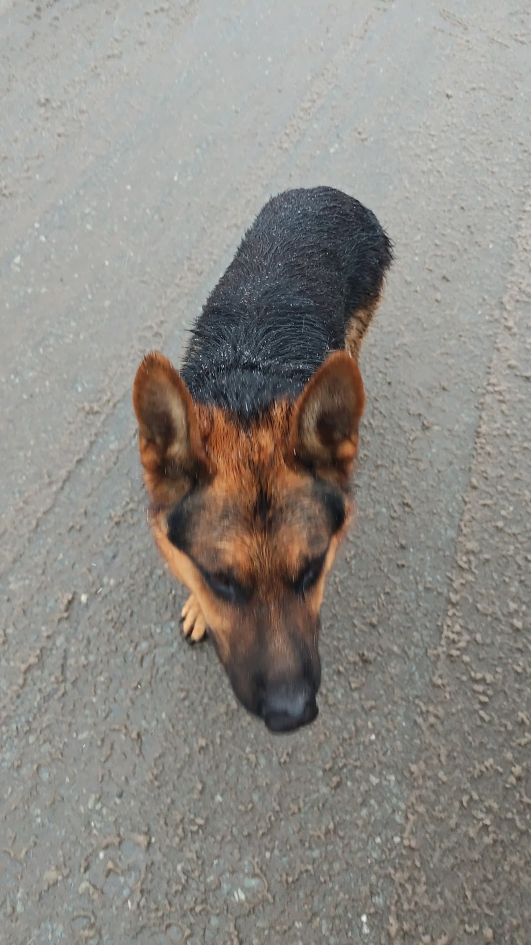 Found brown dog in Novosibirsk — identification photo, lost & found pet database Pathfinder