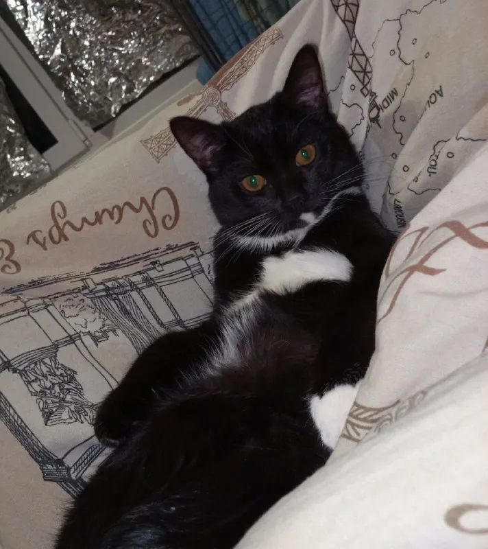 Lost white cat in Neizvestno — identification photo, lost & found pet database Pathfinder