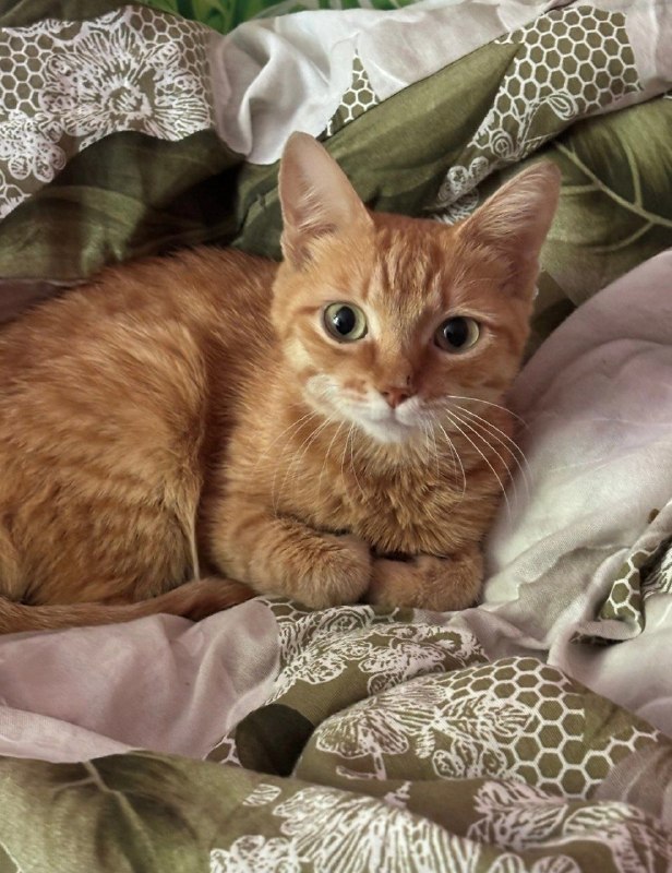 Adoptable ginger cat in Volgograd — identification photo, lost & found pet database Pathfinder