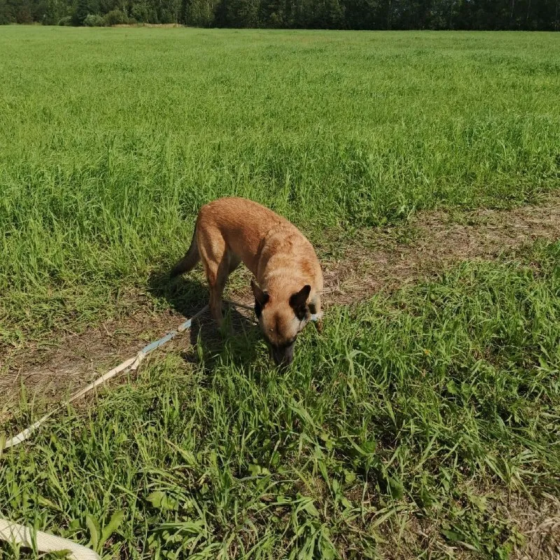 Lost cream dog in Kosino Ukhtomskiy — identification photo, lost & found pet database Pathfinder
