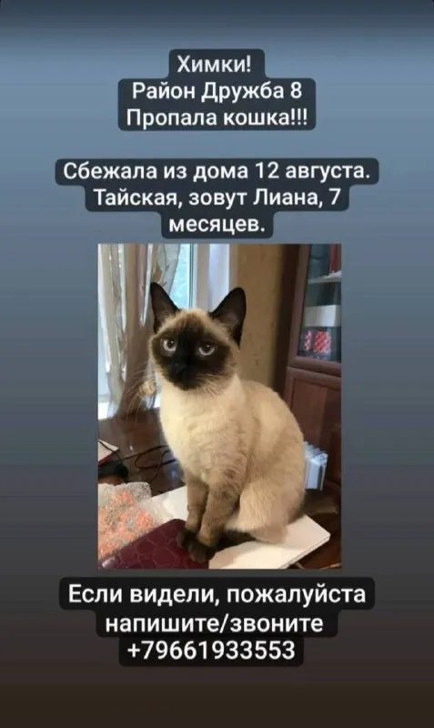 Lost cream cat in Khimki — identification photo, lost & found pet database Pathfinder