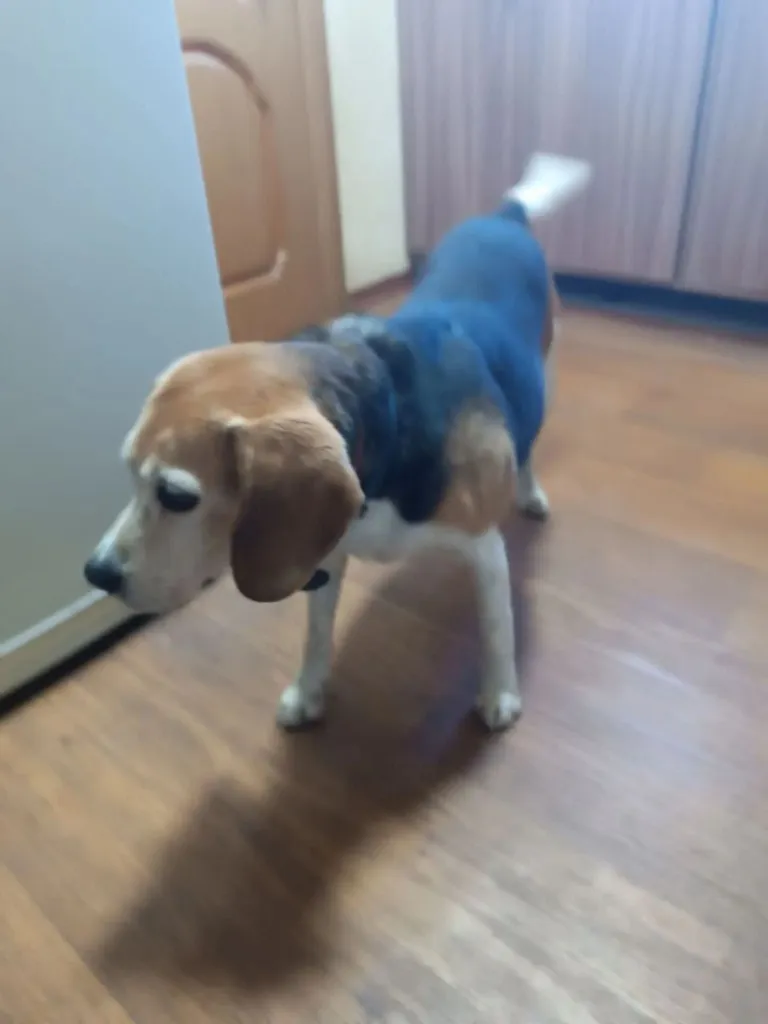 Found dog, бигль in Podolsk — identification photo, lost & found pet database Pathfinder