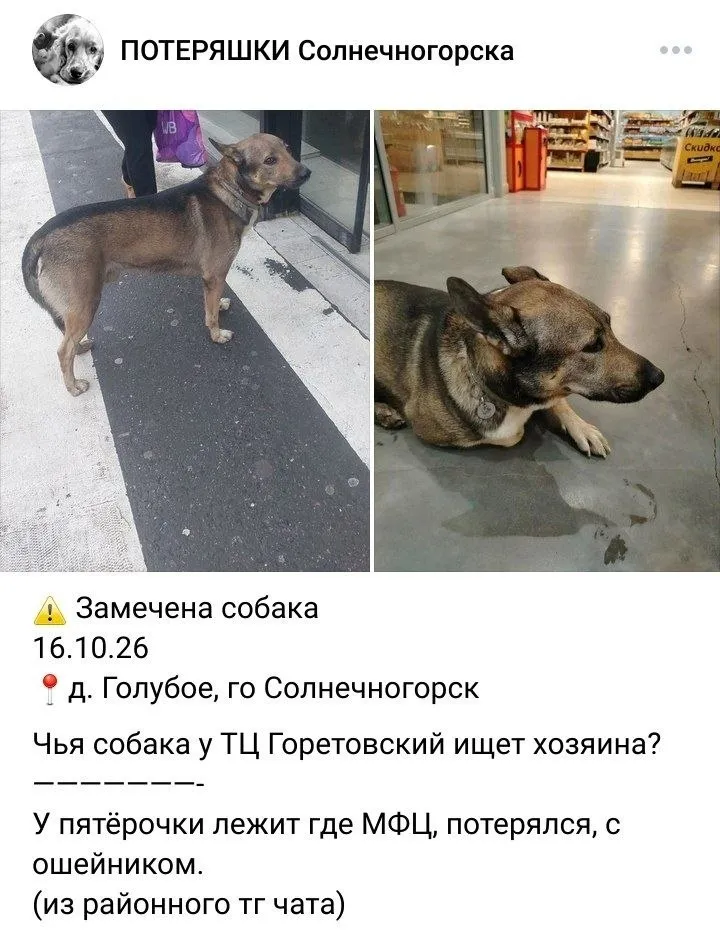 Found dog in Solnechnogorsk — identification photo, lost & found pet database Pathfinder