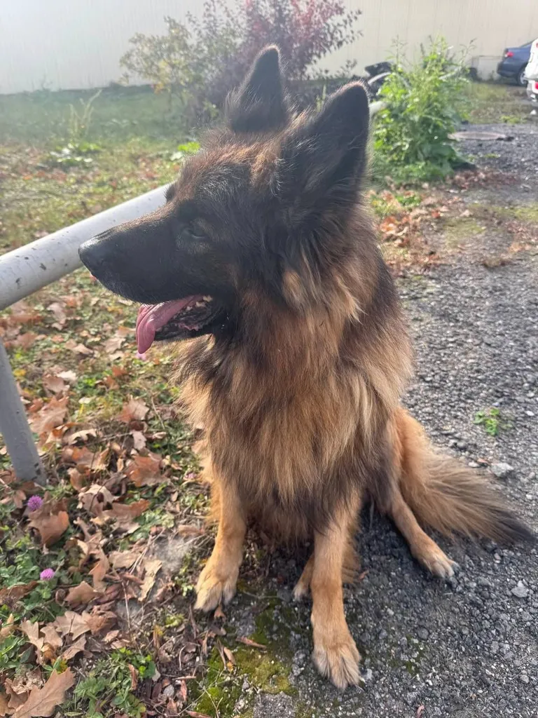 Found dog, овчарка in Domodedovo — identification photo, lost & found pet database Pathfinder