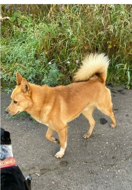 Found ginger dog in Perm — identification photo, lost & found pet database Pathfinder