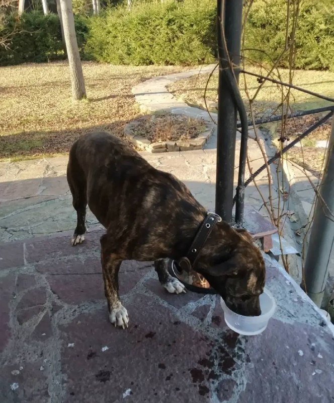 Found brown dog in Aramil — identification photo, lost & found pet database Pathfinder