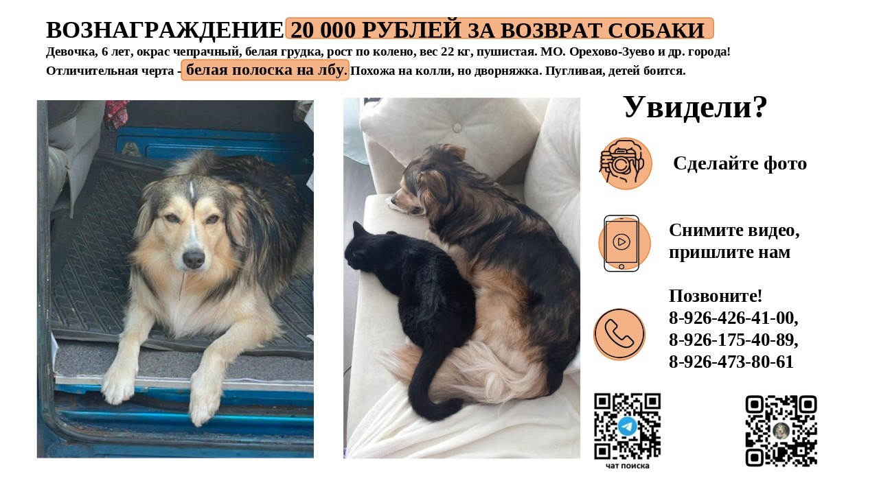 Lost cream dog in Orekhovo Zuevo — identification photo, lost & found pet database Pathfinder