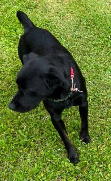 Adoptable black dog in Makarovo — identification photo, lost & found pet database Pathfinder