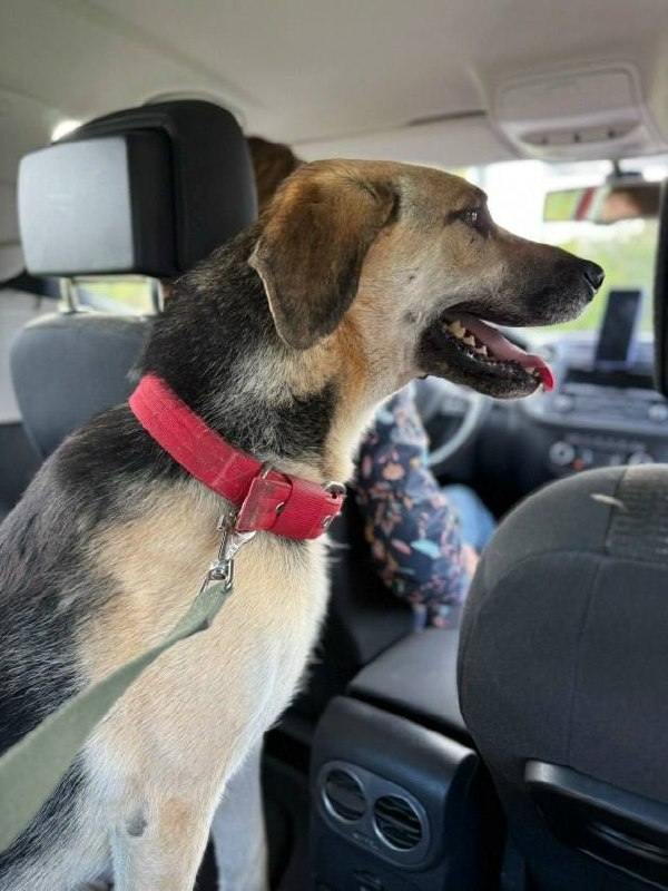 Lost cream dog in Klin — identification photo, lost & found pet database Pathfinder