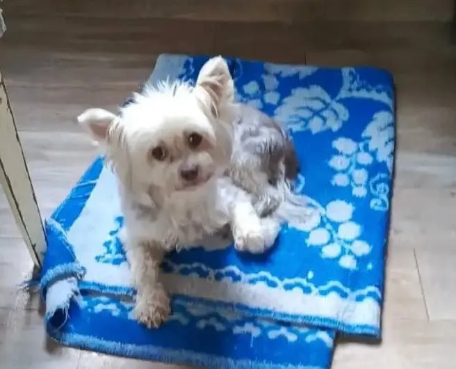 Lost dog, китайская хохлатая пуховая in Podolsk — identification photo, lost & found pet database Pathfinder