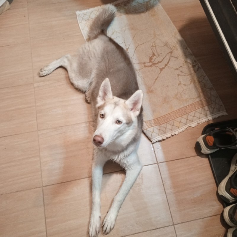 Found white dog in Perm — identification photo, lost & found pet database Pathfinder