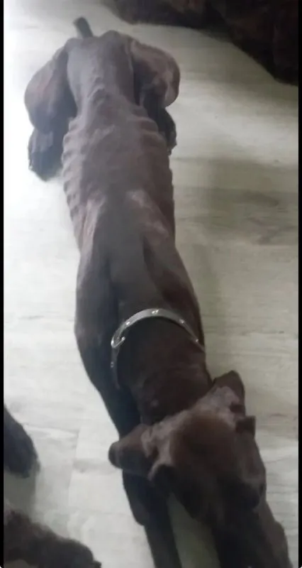 Lost dog, немецкий курцхаар in Pushkino — identification photo, lost & found pet database Pathfinder