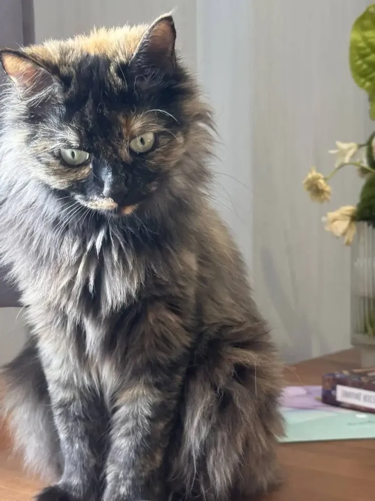 Lost cat in Moscow — identification photo, lost & found pet database Pathfinder