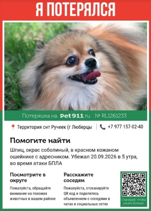 Lost cream dog, шпиц in Lyubertsy — identification photo, lost & found pet database Pathfinder