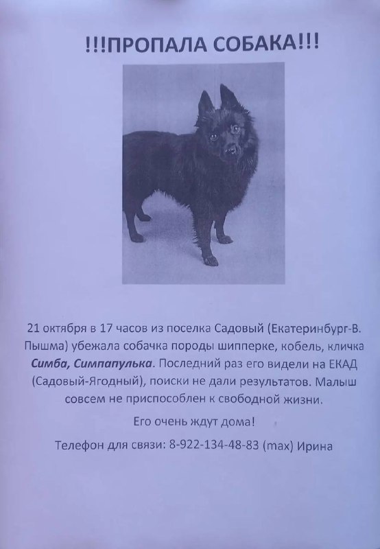 Lost black dog in Yekaterinburg — identification photo, lost & found pet database Pathfinder