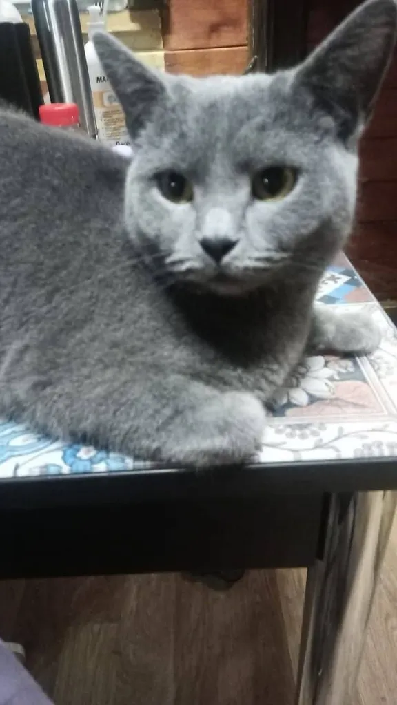 Lost gray cat, метис in Pushkino — identification photo, lost & found pet database Pathfinder