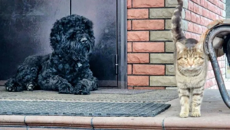 Lost black dog, русский терьер in Shchelkovo — identification photo, lost & found pet database Pathfinder