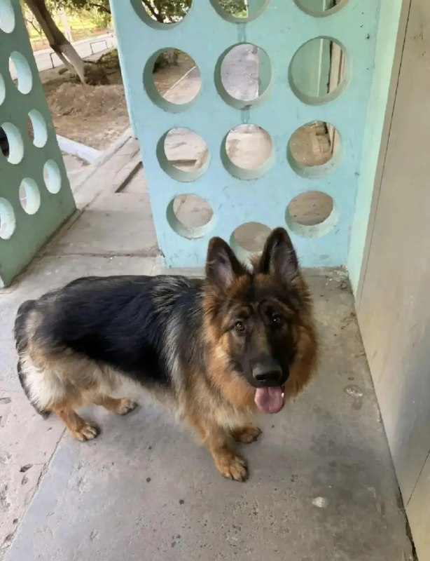 Lost ginger dog, немецкая овчарка in Volgograd — identification photo, lost & found pet database Pathfinder
