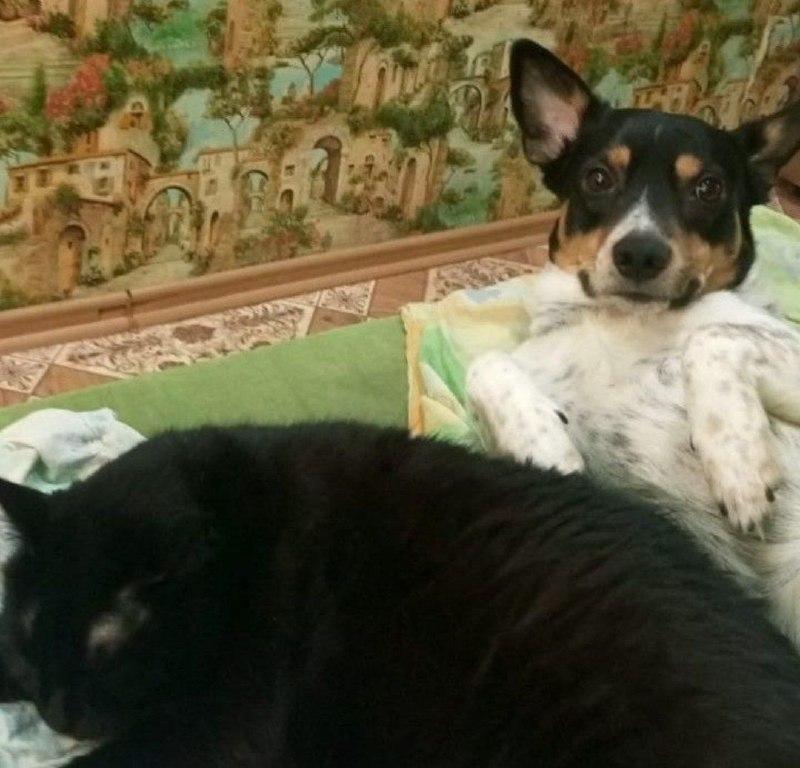 Lost dog in Volgograd — identification photo, lost & found pet database Pathfinder