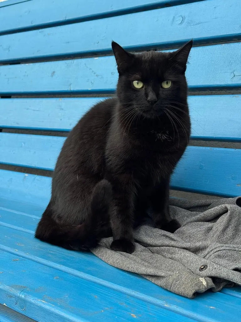 Lost black cat in Gorki 10 — identification photo, lost & found pet database Pathfinder