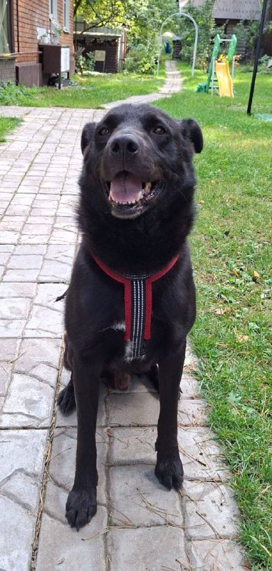 Lost black dog in Ilinskiy — identification photo, lost & found pet database Pathfinder