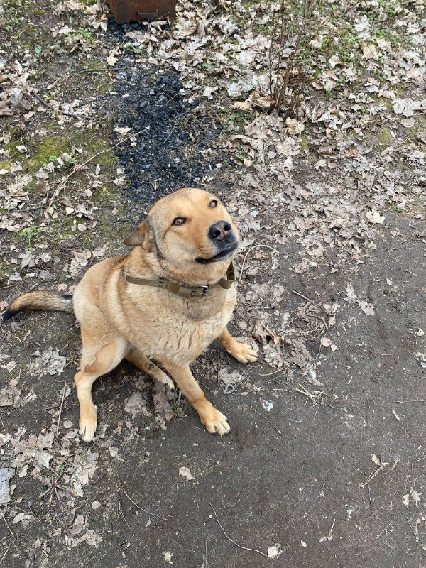 Lost cream dog in Tomilino — identification photo, lost & found pet database Pathfinder