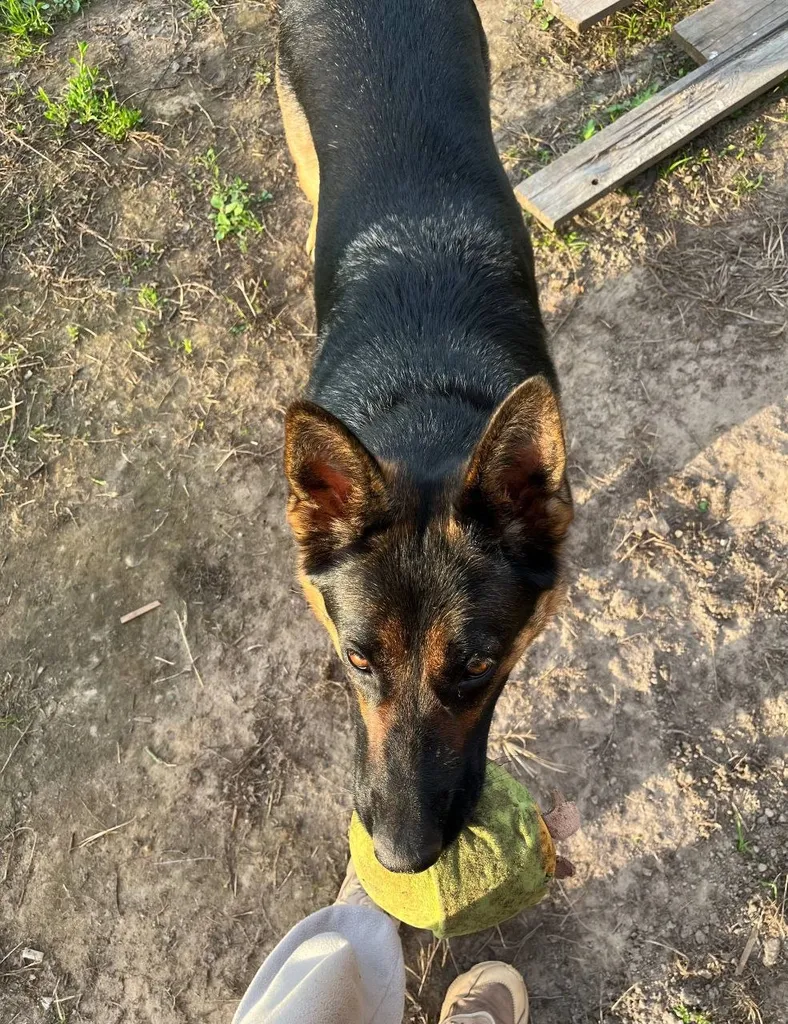 Lost dog, немецкая овчарка in Emmauss — identification photo, lost & found pet database Pathfinder