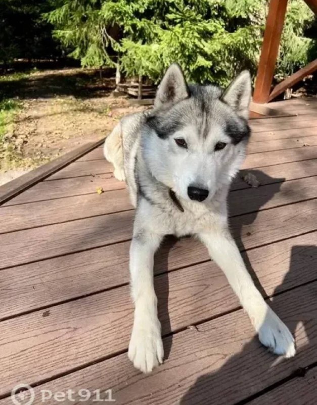 Lost white dog, сибирский хаски in Istra — identification photo, lost & found pet database Pathfinder