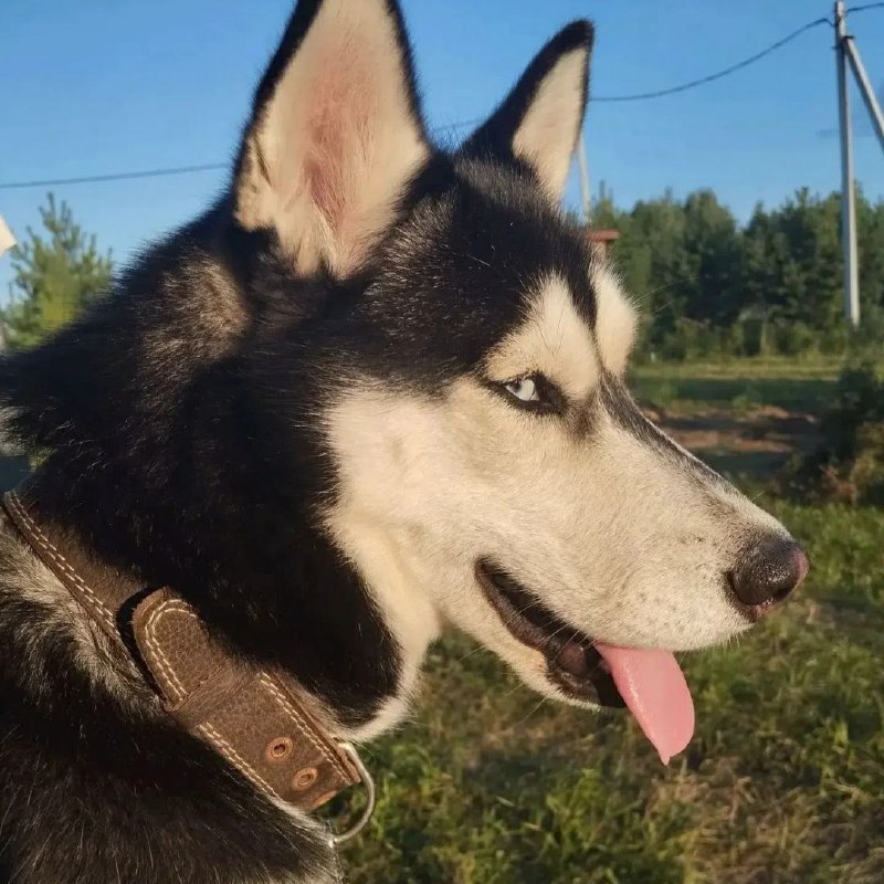 Lost brown dog in Yekaterinburg — identification photo, lost & found pet database Pathfinder