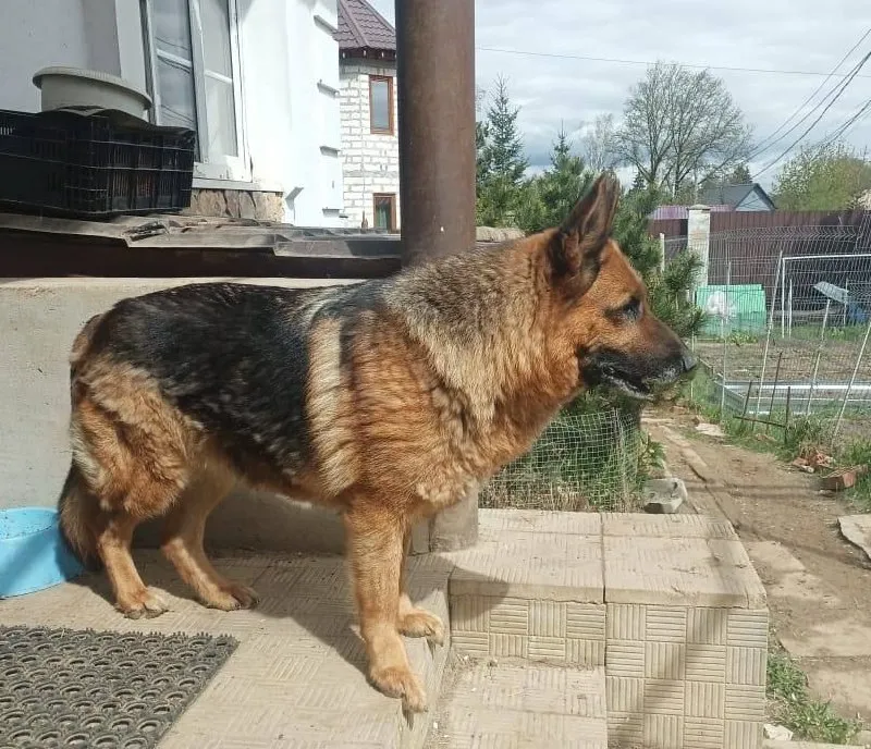 Lost dog, немецкая овчарка in Deshino — identification photo, lost & found pet database Pathfinder