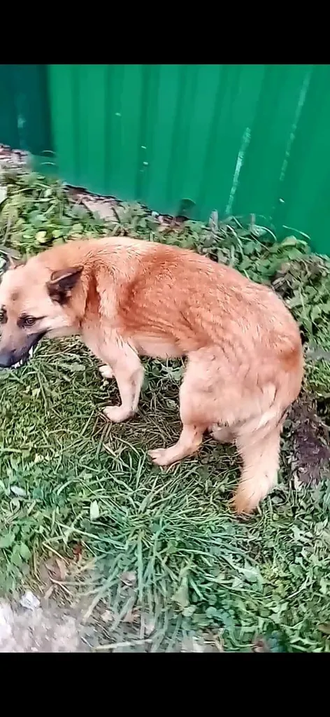 Lost ginger dog in Kubinka — identification photo, lost & found pet database Pathfinder
