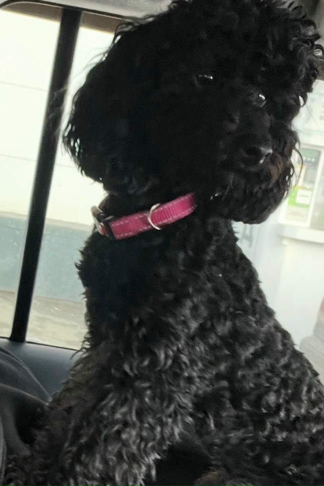 Lost dog in Krasnoobsk — identification photo, lost & found pet database Pathfinder