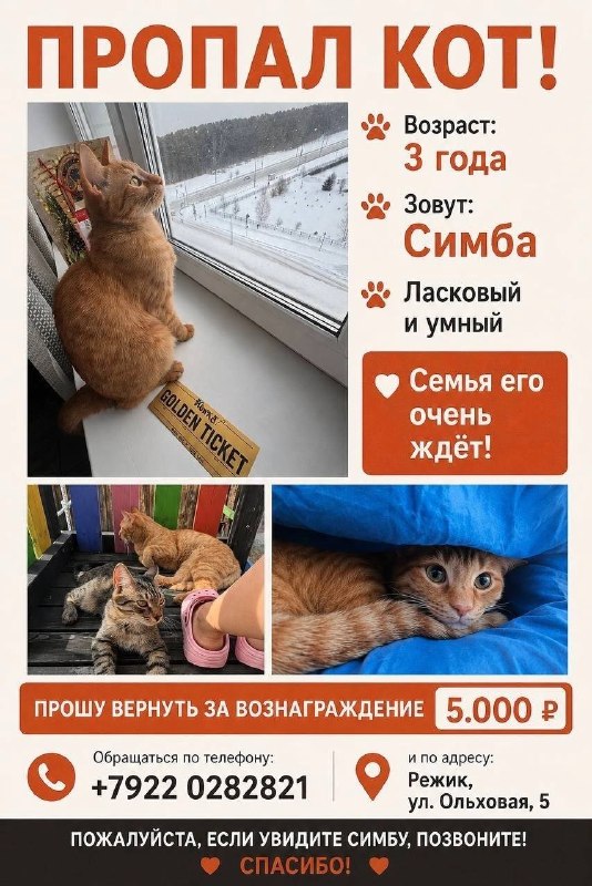 Lost ginger cat in Rezhik — identification photo, lost & found pet database Pathfinder
